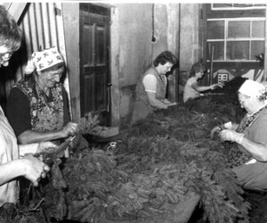 Rankewinden, um 1980